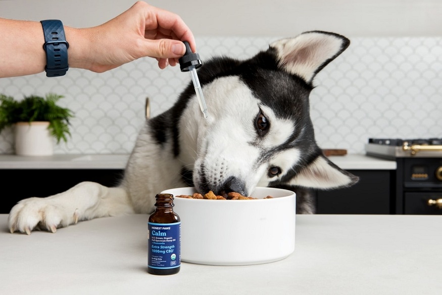 CBD oil for dogs